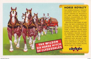 The Wilson Six Horse Hitch of Clydesdales,1950-1960s