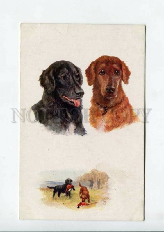 3159614 Pheasant HUNT Dog RETRIEVER by DRUMMOND Vintage TUCK PC