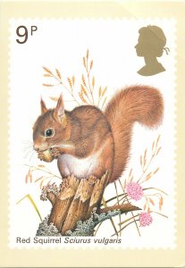 British stamp on postcard Patrick Oxenham 1977 Red Squirrel Sciurus vulgaris