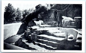 Postcard - Polar Bears, St. Louis Zoo - St. Louis, Missouri