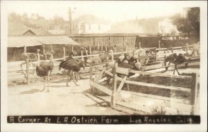 Los Angeles California CA L.A. Ostrich Farm Real Photo Vintage Postcard