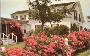 Roses on Cape Cod