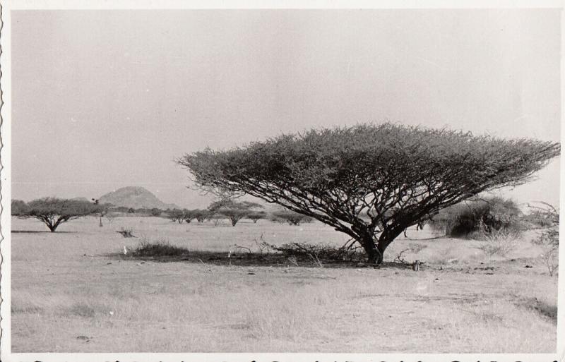 Real photo postcard Africa Ethiopia flora Eritrea Acacia spinosa tree