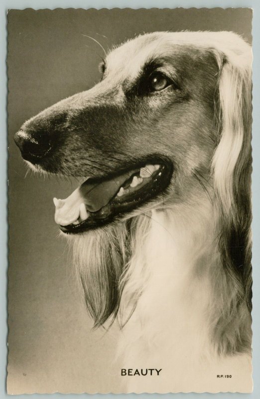 RPPC Portrait Postcard of Saluki Beauty or Afghan Hound~Closeup~Fine Photography 