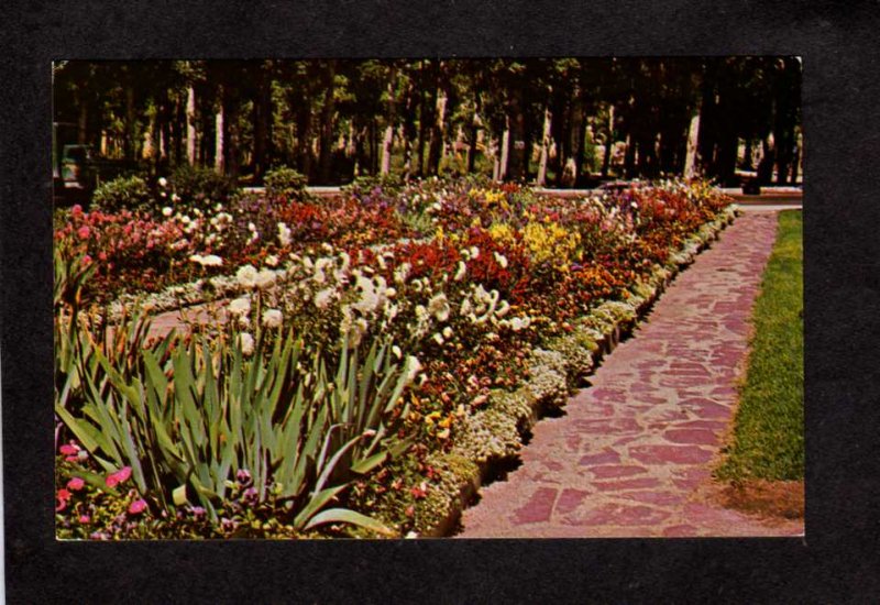 MT Washoe Park near Pioneer Cabin Anaconda Montana Postcard Flowers