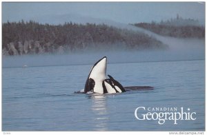 Killer Whales , Canadian Geographic , Canada , 1992