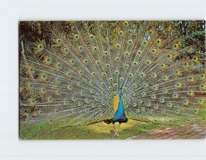 Postcard Chang, the singing peacock,  Tiki Gardens, Indian Shores, Florida