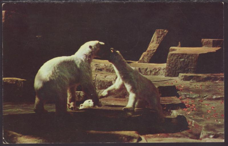 Polar Bears,Brookfield Zoo,IL Postcard BIN