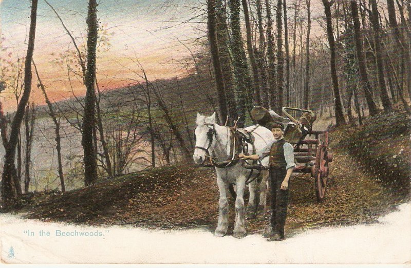 In the Beechwoods Tuck Rural Life Series PC # 1422