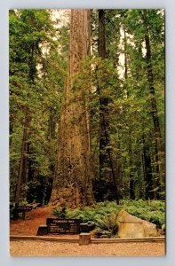Susanville CA - California, Among the Redwoods, Chrome, Postcard 