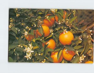 M-126279 Branch of an Orange Tree Blooming and Bearing Fruit