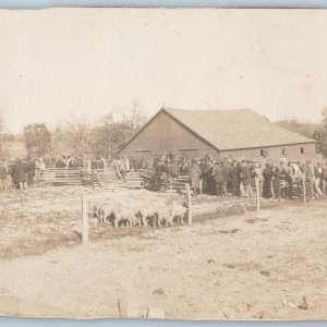 1910s Farm Auction RPPC Crowd Sheep Livestock Sale Real Photo Barn Men Lamb A186