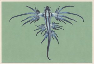 Blue Dragon Sea Fish Slug Glaucus Atlanticus Painting Postcard