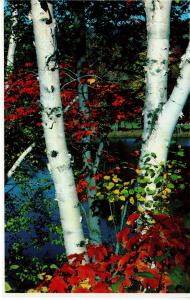 US    PC2266  WHITE BIRCH TREES, WHITE MOUNTAINS, NH