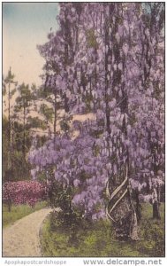 Wisteria In Its Glory Summerville South Carolina Handcolored Albertype 1951