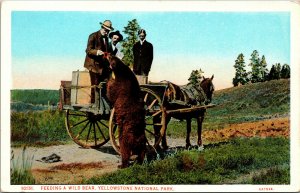 Vtg 1920s Feeding A Wild Bear Yellowstone National Park Wyoming WY Postcard