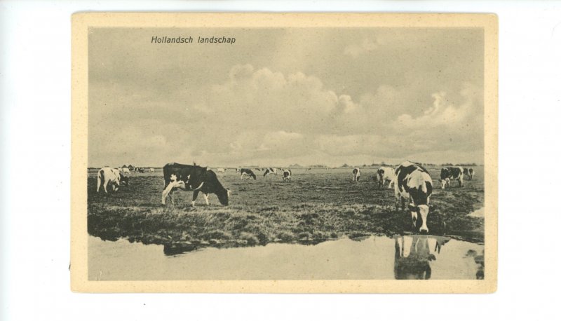 Netherlands - Holland Landscape, Grazing Cows