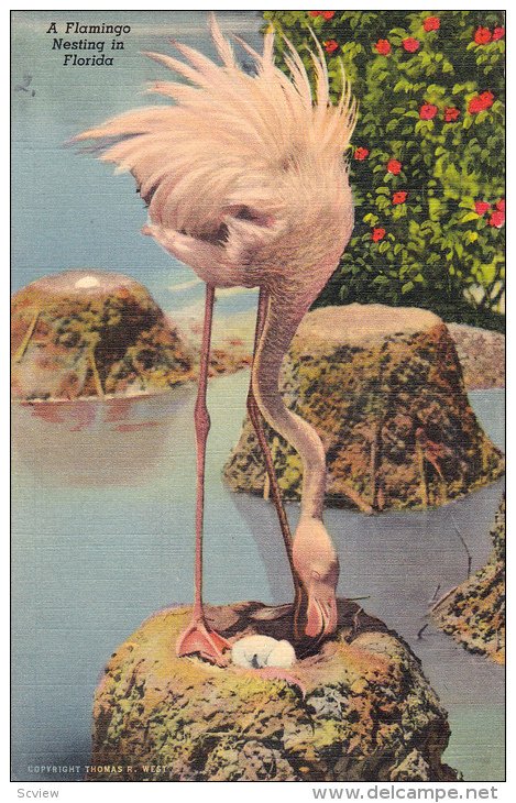 A Flamingo Nesting In Florida, 1930-1940s