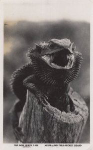 Australian Frill Hecked Lizard Old Real Photo Postcard