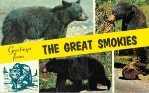 USA Black Bears Smoky Mountains National Park Postcard 07.85