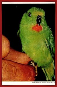 Green Parrot - [MX-1148]