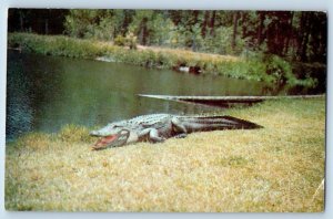 Waycross Georgia Postcard Okefenokee Swamp Park Alligators Natural Haunt c1960