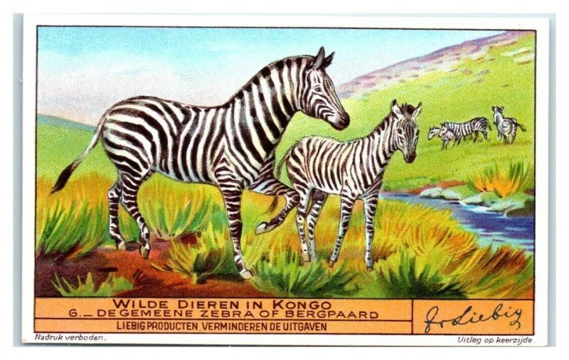 Zebra, Congo Animals, Liebig Belgian Trade Card *VT32V