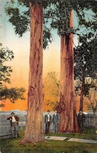 Giant Eucalyptus Tree New Lumber Industry of Califoria Misc California  