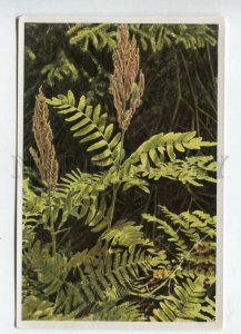 427948 Flower Osmunda regalis Vintage Sammelwerk Tobacco Card w/ ADVERTISING