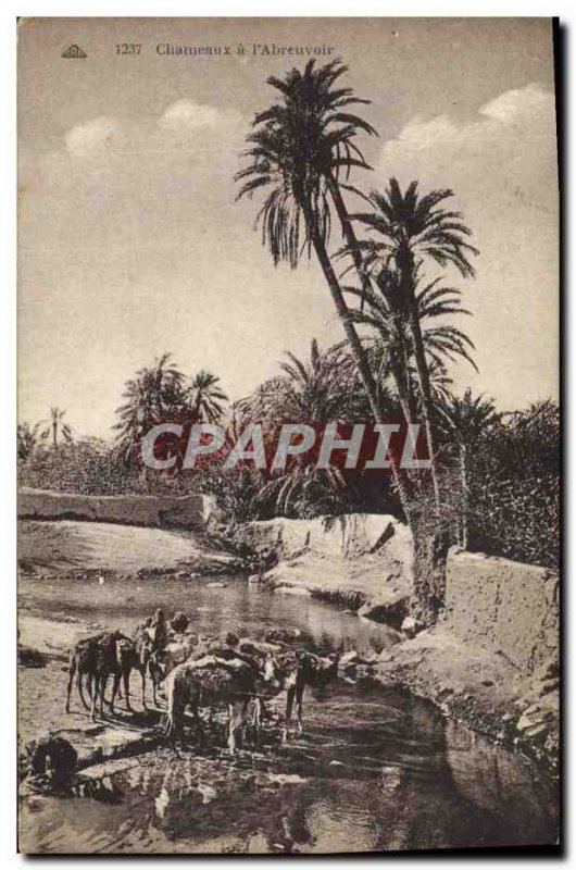 Old Postcard Camels in the & # 39Abreuvoir