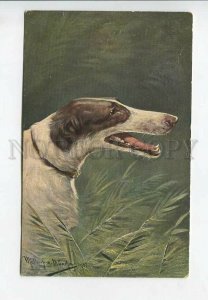 3183005 HUNTING dog GREYHOUND by MULLER Vintage postcard
