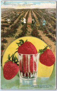 M-40541 Growing Buckbee's Great Ruby Strawberries on Rockford Seed Farms Illi...