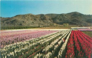 Phoenix Arizona  Japanese Flower Gardens Watanabe, Chrome Unused