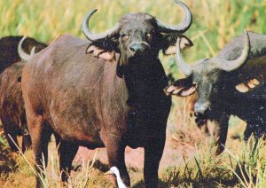 VINTAGE CONTINENTAL SIZE POSTCARD BUFFALO WILDLIFE AFRICA KENYA 1970s