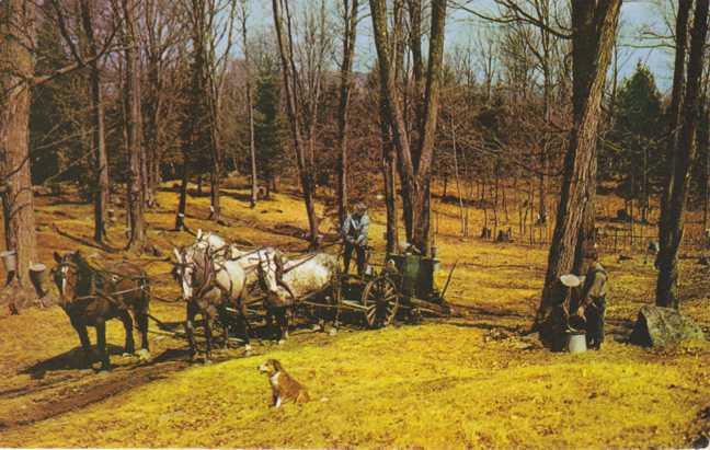 Gathering Maple Sap - Vermont Sugar Orchard in late spring