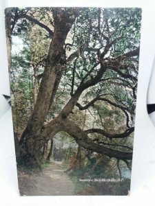 Antique Postcard Arbutus Tree Victoria British Columbia BC 1911