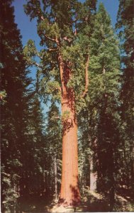 10641 General Sherman Tree, Sequoia National Park California - 1954