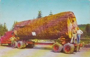 Logging Truck With Giant Fir Log Working In Oregon and Washington