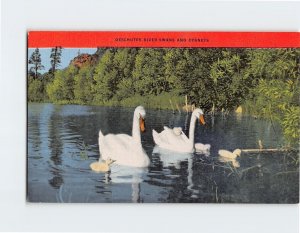 Postcard Deschutes River Swans And Cygnets, Oregon