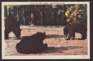 Bears Postcard