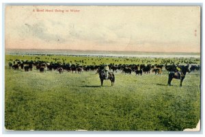 1908 Beef Herd Going Water Exterior Pierre South Dakota Vintage Antique Postcard