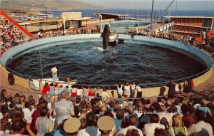 Whale Show, Marineland of the Pacific - MIsc, California CA  