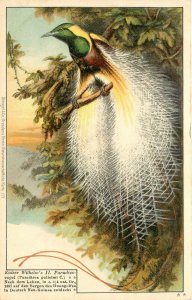 UDB Stengel Postcard; Kaiser Wilhelm's Paradiesvogel Bird of Paradise Unposted