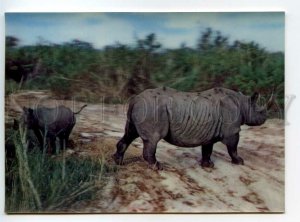 484310 Kenya Black Rhino with young lenticular 3D postcard