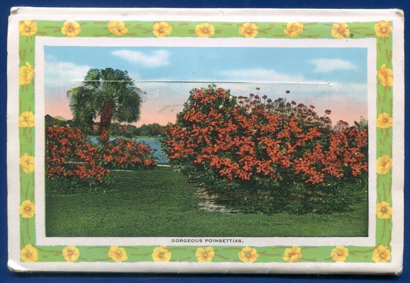 Florida Flowers fl Poinciana Flame vine Zinnias azaleas postcard folder #3