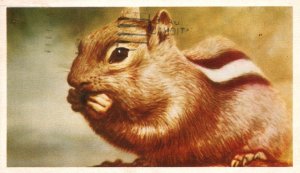 Vintage Postcard 1939 Animal Life Crater Lake Park Chipmunks Little Fellow