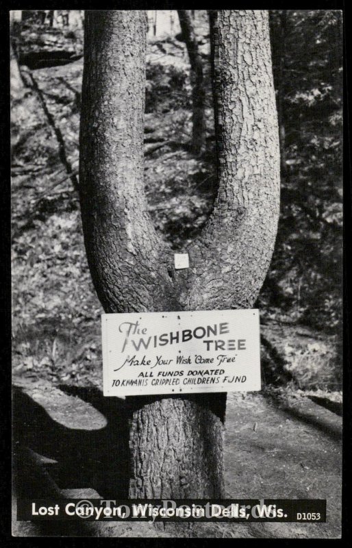 The Wishbone Tree - Lost Canyon, Wisconsin Dells