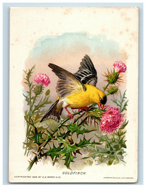 1888 New England Bird Series G.E. Marsh Soap The Goldfinch #S