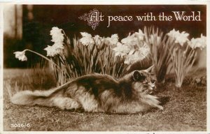 RPPC Postcard: Gray Persian Cat & Daffodils, At Peace with the World, 5046/6