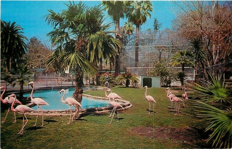 CA, Fresno, California, Roeding Park Zoo, Flamingos, Dexter Press No. 33601-C